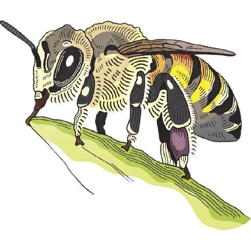 Ilustración científica de abeja nativa